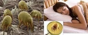 dustmites-6